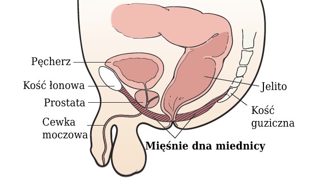 Anatomia mięśni dna miednicy u mężczyzny