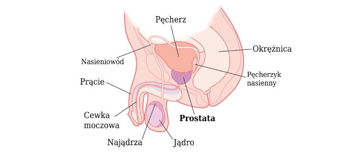 Anatomia prostaty