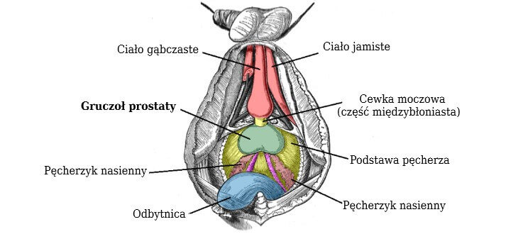 Anatomia prostaty i jej okolic