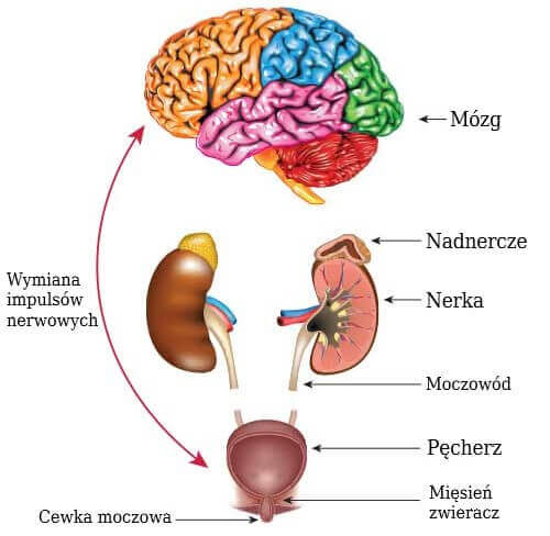 Relacja mózgu z układem moczowym